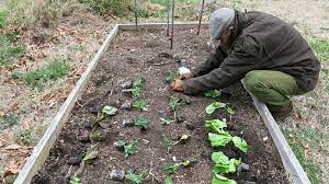 Transplanting Guide When And How To Transplant Flowers Vegetables
