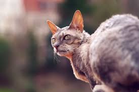 kornish reks foto kudryavaya graciya i blagorodstvo kot pes cornish rex cats animals