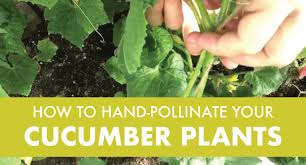 Image result for how to self pollinate cucumbers