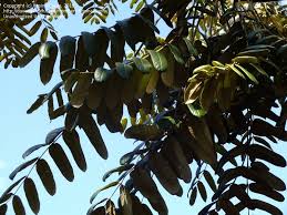 Image result for Polyscias fulva