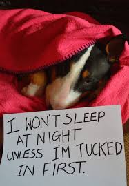 I Won T Sleep At Night Unless I M Tucked In First Funny Dog Pictures Funny Dogs Funny Animals