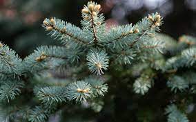 In der unten aufgeführten tabelle können sie sehen, wann an ihrem wohnort die bäume termine für die abholung der weihnachtsbäume: Weihnachtsbaum Entsorgen Tipps Ebe Abholung Radio Essen
