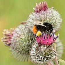 Image result for Bombus lapidarius