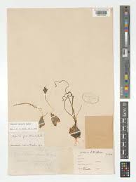 Image result for Dipcadi brevifolium