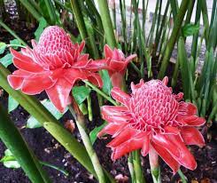 Torch Ginger Flowers How To Grow Torch Ginger Lilies Torch Ginger Flower Ginger Flower Torch Ginger