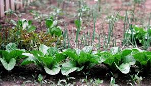 She has raised backyard livestock for more than 27 years. 6 Tips For Backyard Permaculture Hobby Farms
