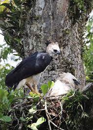 This mythological beast was believed to accompany the dead to the underworld. 36 Harpy Eagle Facts World S Most Powerful Eagle Harpia Harpyja Storyteller Travel