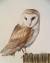 Cute Barn Owl Drawing