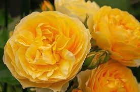 Check spelling or type a new query. Yellow Peonies Free Image Peakpx
