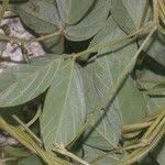 Image result for Teramnus