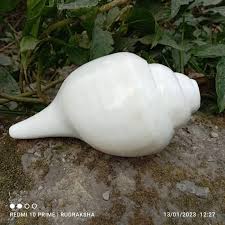 Buy Religious Natural Puja Blowing Shankh - Vedic Vaani