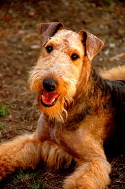 Airedale terrier puppies for sale in the uk january 19, 2016 davespassiveincome@gmail.com airedale terrier / uk 1421 views thanks for visiting the uk airedale terrier breeders page here at local puppy breeders uk! Airedale Terrier Breed Information History Health Pictures And More