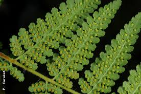 Image result for Hypolepis sparsisora