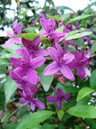Image result for Eranthemum laxiflorum