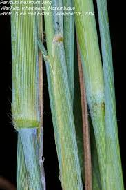 Image result for Panicum maximum