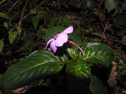 Image result for Impatiens stuhlmannii