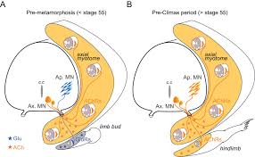 The diagram below shows the process of photosynthesis. Functional Limb Muscle Innervation Prior To Cholinergic Transmitter Specification During Early Metamorphosis In Xenopus Elife