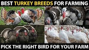 We did not find results for: Best Turkey Bird Breeds Heritage White Holland Royal Plam Standard Bronze Blue Slate Turkey Youtube
