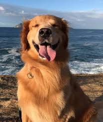 Maybe you would like to learn more about one of these? Effective Tips On Feeding A Golden Retriever