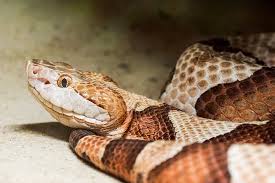 Want to play snake games? When Is Snake Season Wildlife Control And Exclusion