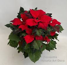 Image result for Euphorbia pulcherrima