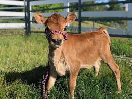North Woods Homestead Purebred Mini Jersey Milk Cows Blog