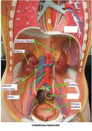 Examining the human torso model flashcards. Print Activity 5 Examining The Human Torso Model Flashcards Easy Notecards