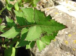 Image result for Sonchus oleraceus