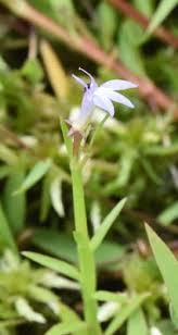 Image result for Lobelia flaccida