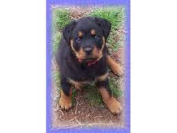 Serious inquiries only please these are extremely high quality rottweilers that make excellent show, breeding, working or excellent. Rottweiler Puppies In Texas