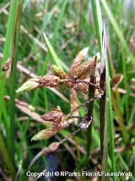 Image result for Schoenoplectiella senegalensis