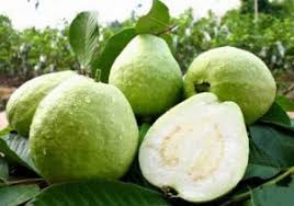 Dalam 1 hektar lahan perangkap dipasang setidaknya 20. Cara Mengatasi Jambu Kristal Busuk Teknis Budidaya Jambu Kristal Organik Mmc Agrokompleks Kita Jika Terkena Tungau Merah Pengendaliannya Dengan Tepung Belerang Dengan Cara Di Hembuskan Ke Permukaan Daun Pepaya Yang