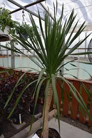 Image result for Dracaena afromontana