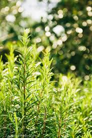 Sow ten weeks before the last frost in your area. How To Grow And Harvest Rosemary The Lavender Homefront