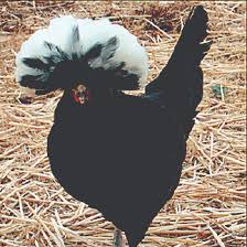 Caring for your polish chicken where are polish chickens from? White Crested Black Polish Dunlap Hatchery