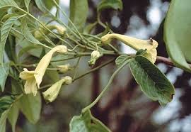 Image result for Cybistax antisyphilitica