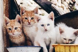 Kedi Cat Sirin Cutie Kedi Kopek