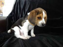 92 homes available on trulia. Beagle Puppies Sacramento Petsidi