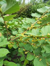 Image result for Grewia herbacea