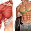 The pectoralis major muscles (also known as the pecs) are located on the front of the rib cage. 1