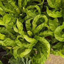 Image result for Asplenium gemmascens