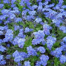 Pour le romantisme en littérature, elle symbolise le passage du monde réel abrupt au mon magique de la rêverie. Myosotis Sylvatica Victoria Graines De Myosotis Fleurs Bleu Un Grand Marche