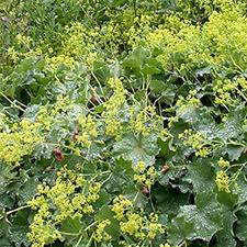 Image result for Alchemilla johnstonii