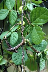 Image result for Macrotyloma africanum