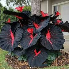 Image result for Caladium