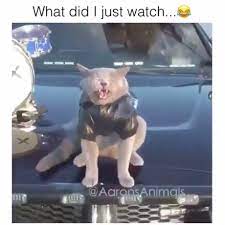 Funny Memes Videos Funny Animals Funny Animal Memes Really Funny Memes