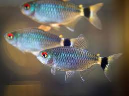 Detail Of Lamp Eye Tetra Fish In 2020 Tetra Fish Aquarium Fish Freshwater Fish