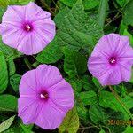 Image result for Ipomoea involucrata