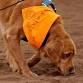 Joriad North American Truffle Dog Compeition