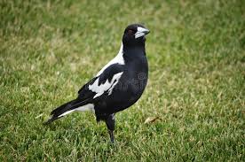 Aussie magpies literally chase you down and swoop you, trying to peck the back of your head and even your eyes if they get the chance. 695 Australian Magpie Photos Free Royalty Free Stock Photos From Dreamstime